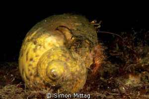 Hermit Crab by Simon Mittag 